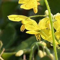 Epimedium x perralchicum 'Frohnleiten'
